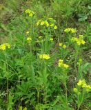 Potentilla longifolia