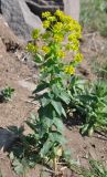 Euphorbia iberica