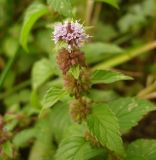 Mentha arvensis