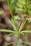 Asperula setosa. Часть стебля с мутовкой листьев. Южный Казахстан, хр. Боролдайтау, горы Кокбулак. 29.04.2013.