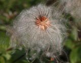 Clematis integrifolia. Частично осыпавшийся плод. Белгородская обл., окр. пос. Борисовка, Острасьев яр, степь. 20.07.2013.