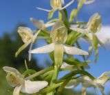 Platanthera metabifolia