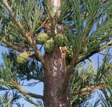 Sequoiadendron giganteum. Средняя часть кроны с незрелыми шишками. Германия, г. Дюссельдорф, Ботанический сад университета. 10.03.2014.