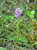 Dactylorhiza baltica. Цветущее растение. Псковское озеро, остров Верхний. 14.06.2014.