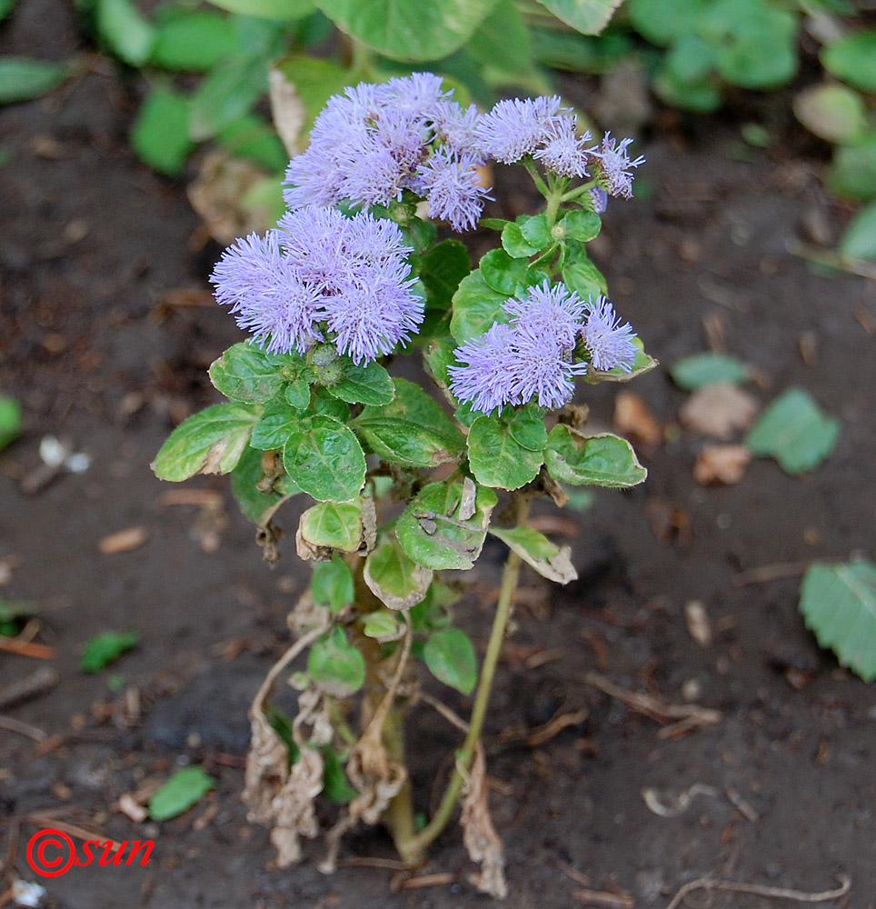 Изображение особи Ageratum houstonianum.