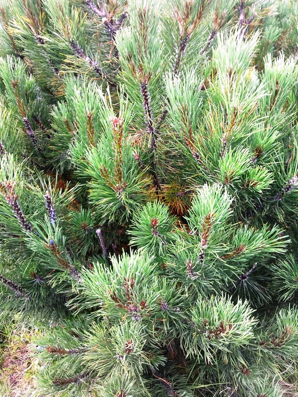 Изображение особи Pinus mugo.