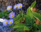 Aster spathulifolius. Цветущее растение. Приморский край, Находкинский городской округ, окр. пос. Врангель, скалы у моря вблизи мыса Лисученко. 18.09.2014.