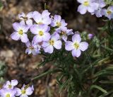 Dontostemon integrifolius. Верхушка цветущего растения. Бурятия, окр. г. Гусиноозерск, сухая песчаная степь. 11.07.2014.