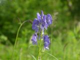 Aconitum fischeri. Соцветие. Камчатский край, Елизовский р-н, 72 км шоссе Петропавловск-Мильково, в 10 км на С-З от г. Вачкажцы, разнотравный луг. 23.07.2008.