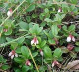 Vaccinium variety minus