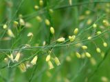 Asparagus officinalis. Часть цветущей веточки. Иркутская обл., Иркутский р-н, окр. пос. Боково. 04.07.2014.