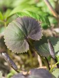 Ranunculus cassubicus