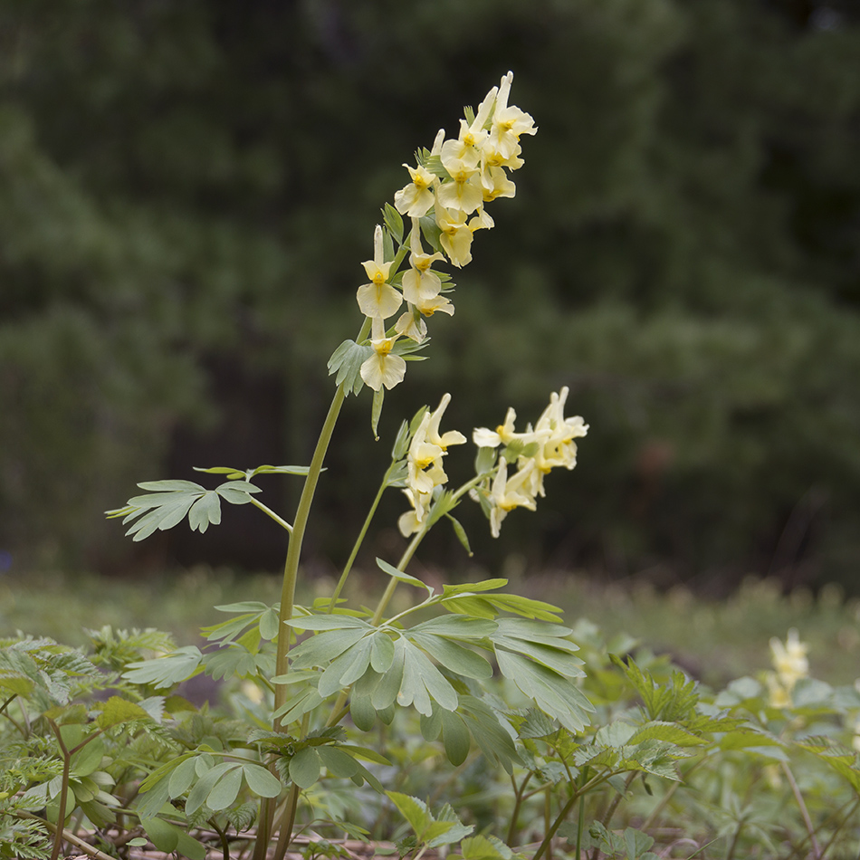 Изображение особи Corydalis bracteata.