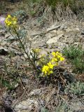 Erysimum callicarpum