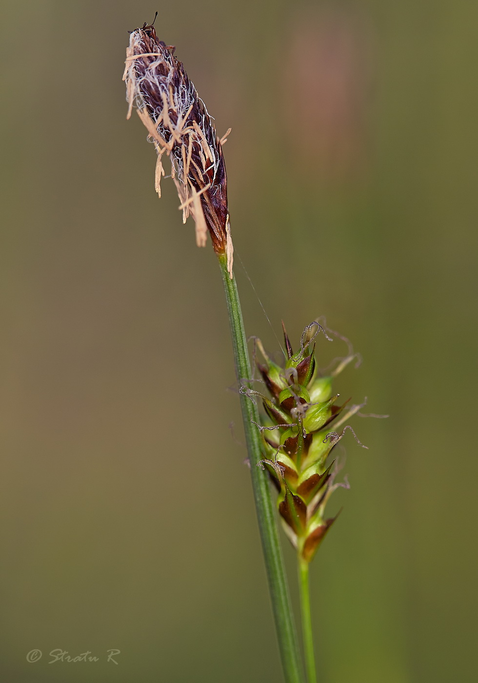 Изображение особи Carex brevicollis.