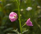 Sidalcea malviflora. Часть стебля с цветками. Пермь, Свердловский р-н, на клумбе в озеленении двора. 24 июля 2017 г.