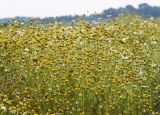 Tripleurospermum inodorum. Верхушки плодоносящих растений. Коми, Сыктывдинский р-н, окр. пос. Еляты, луг. 25.08.2017.