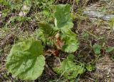Rheum compactum. Молодое растение с побегом и развивающимся соцветием. Якутия, Нерюнгринский р-н, перед перевалом Тит, в полосе под ЛЭП. 12.07.2016.