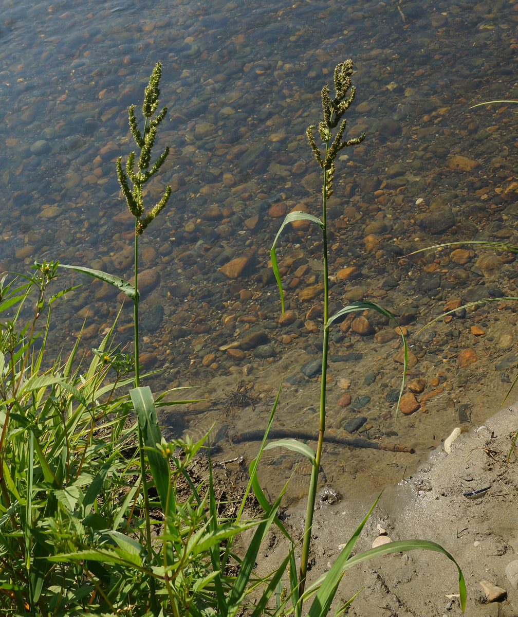 Изображение особи Echinochloa crus-galli.