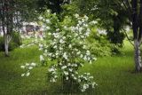 Philadelphus coronarius