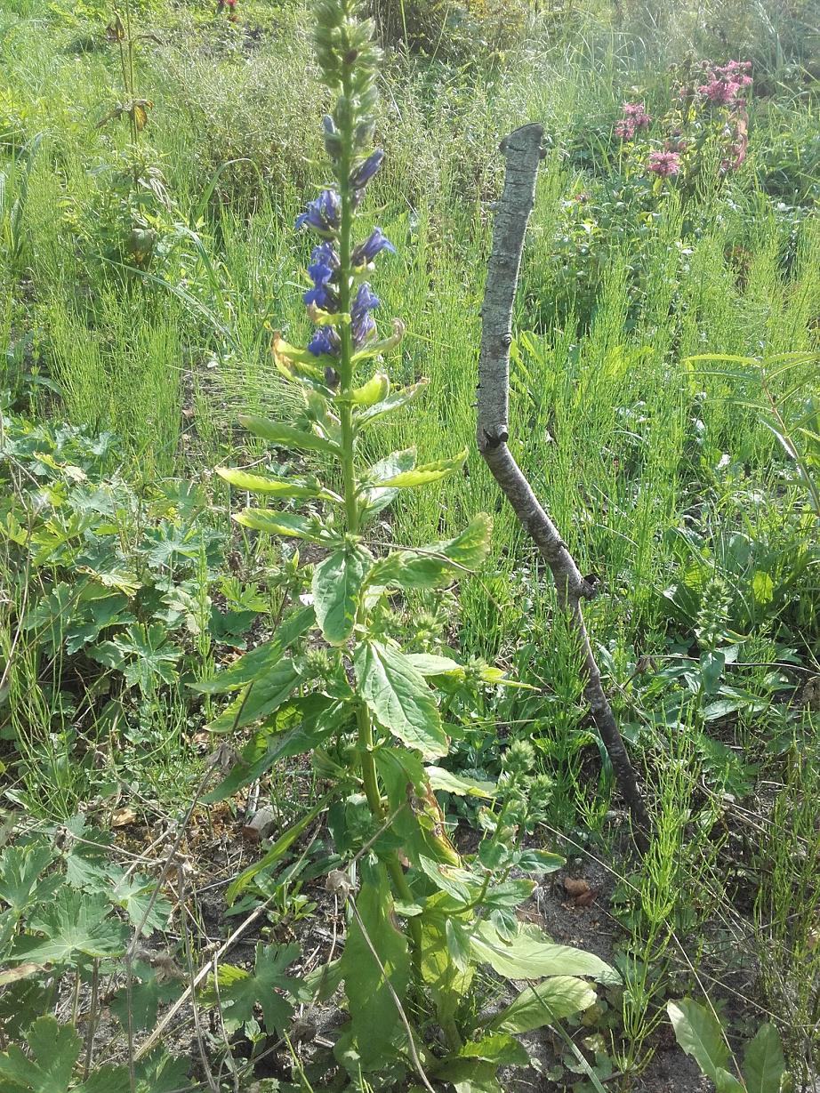 Изображение особи Lobelia siphilitica.