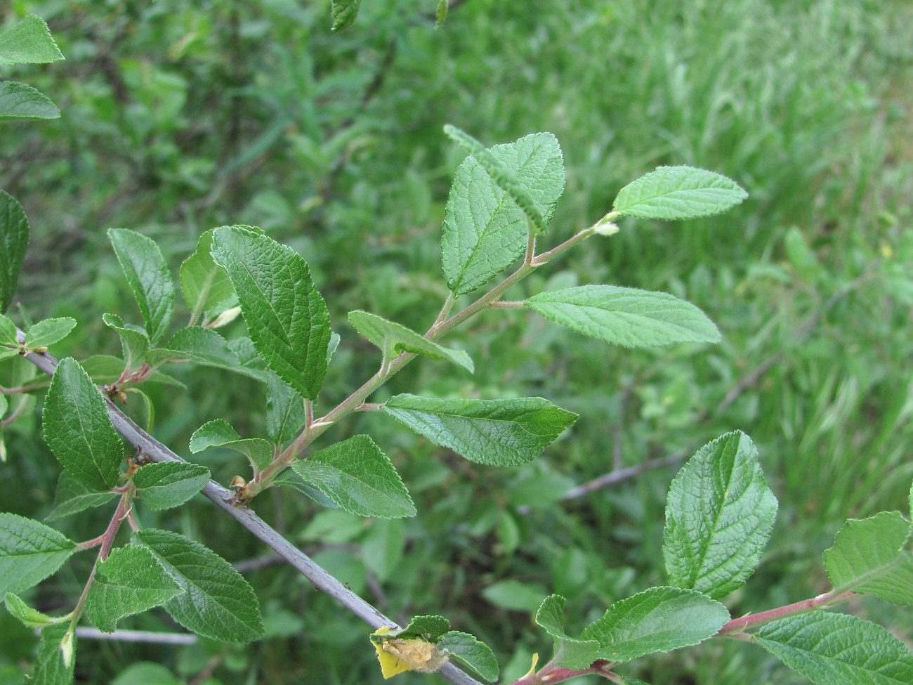 Изображение особи Prunus salicina.