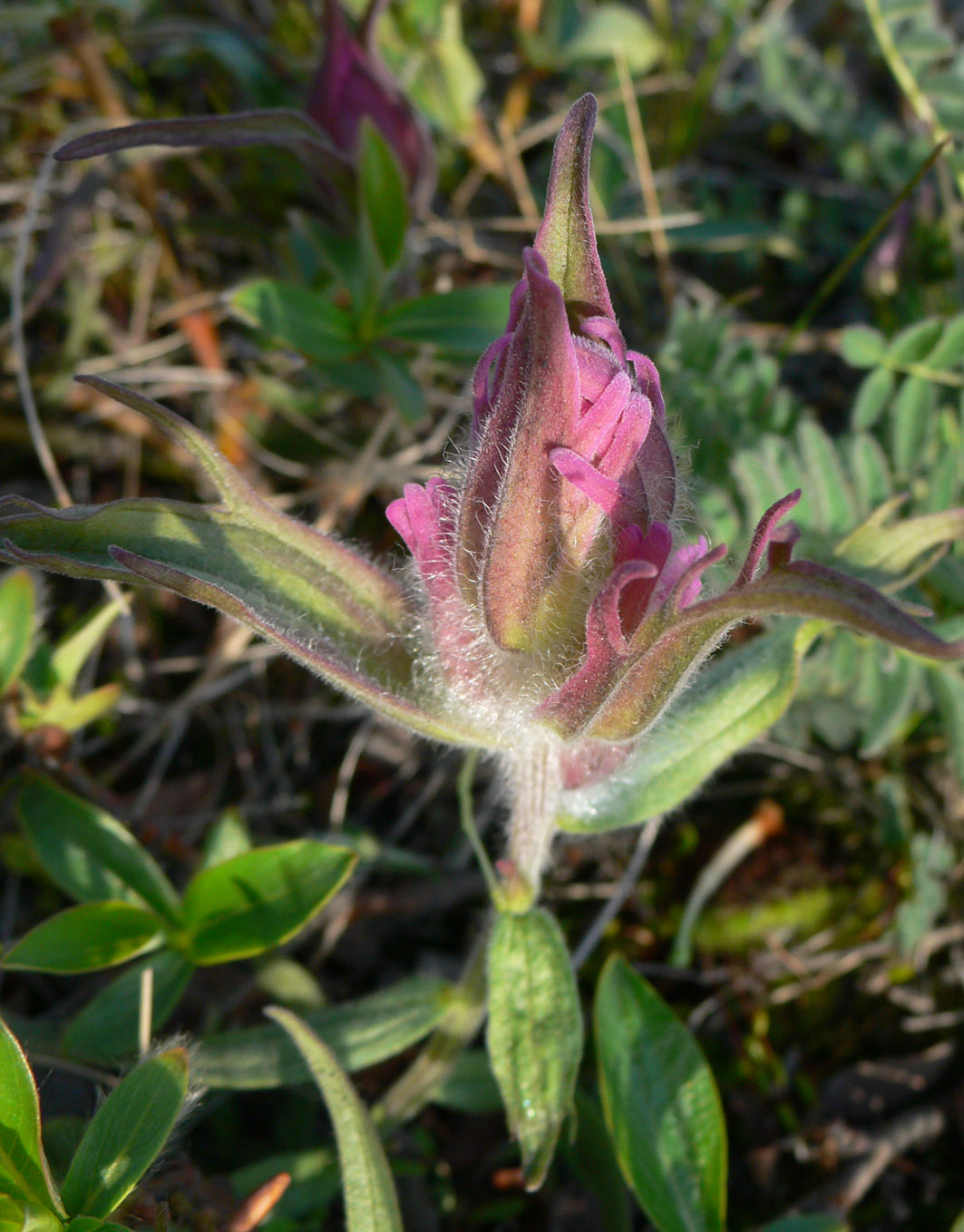 Изображение особи Castilleja elegans.