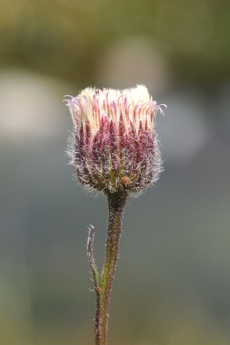 Изображение особи род Erigeron.