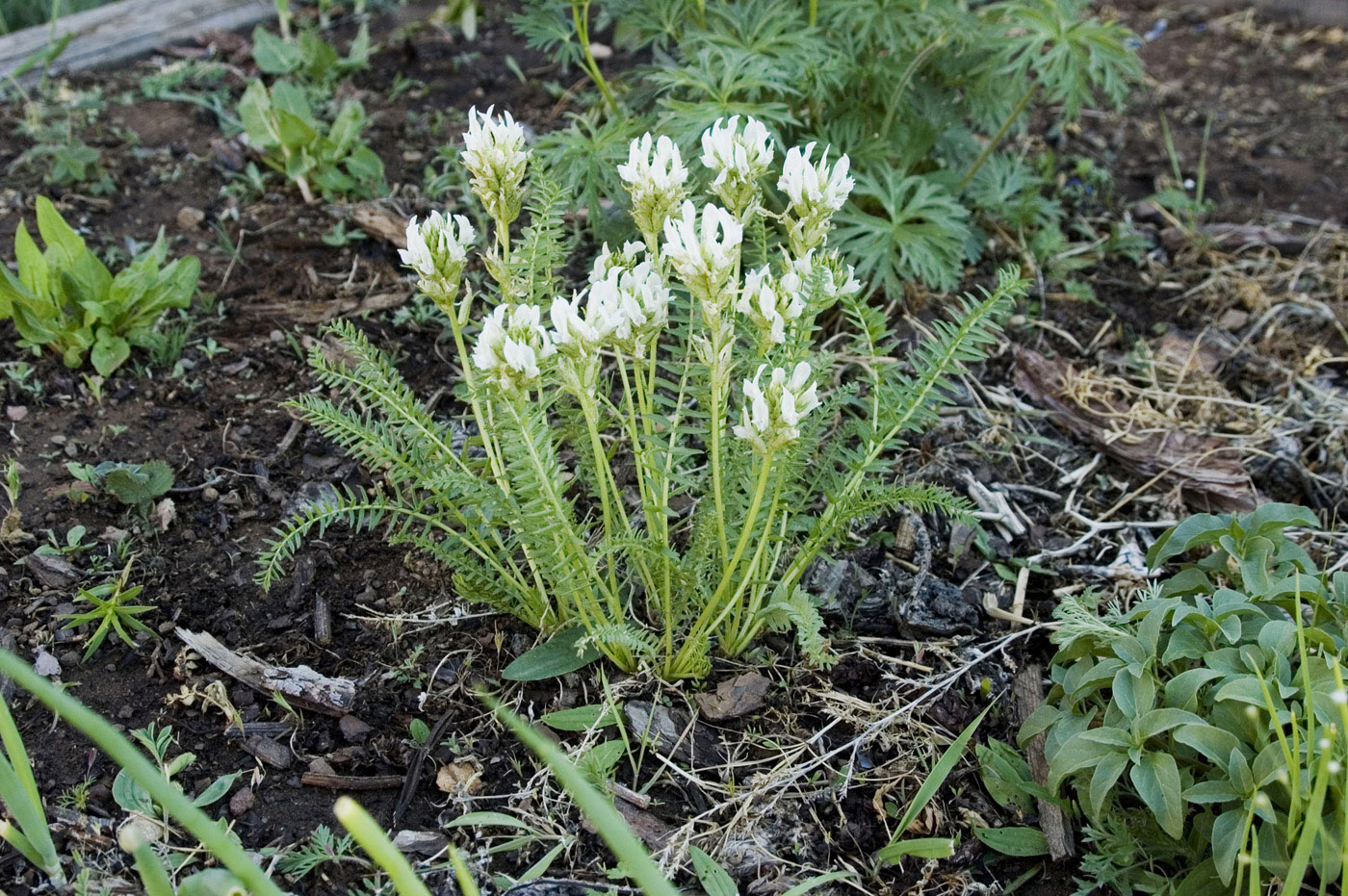 Изображение особи Oxytropis varlakovii.