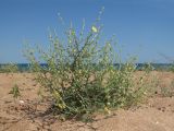 Verbascum pinnatifidum. Цветущее растение. Восточный Крым, окр. пос. Приморский, песчаный пляж. 26.06.2019.