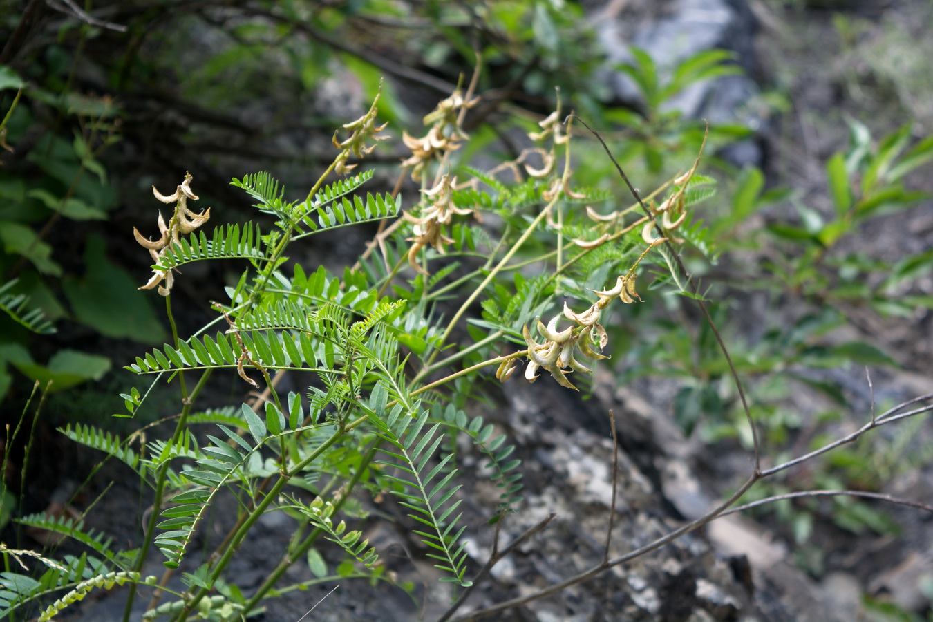 Image of Astragalus falcatus specimen.