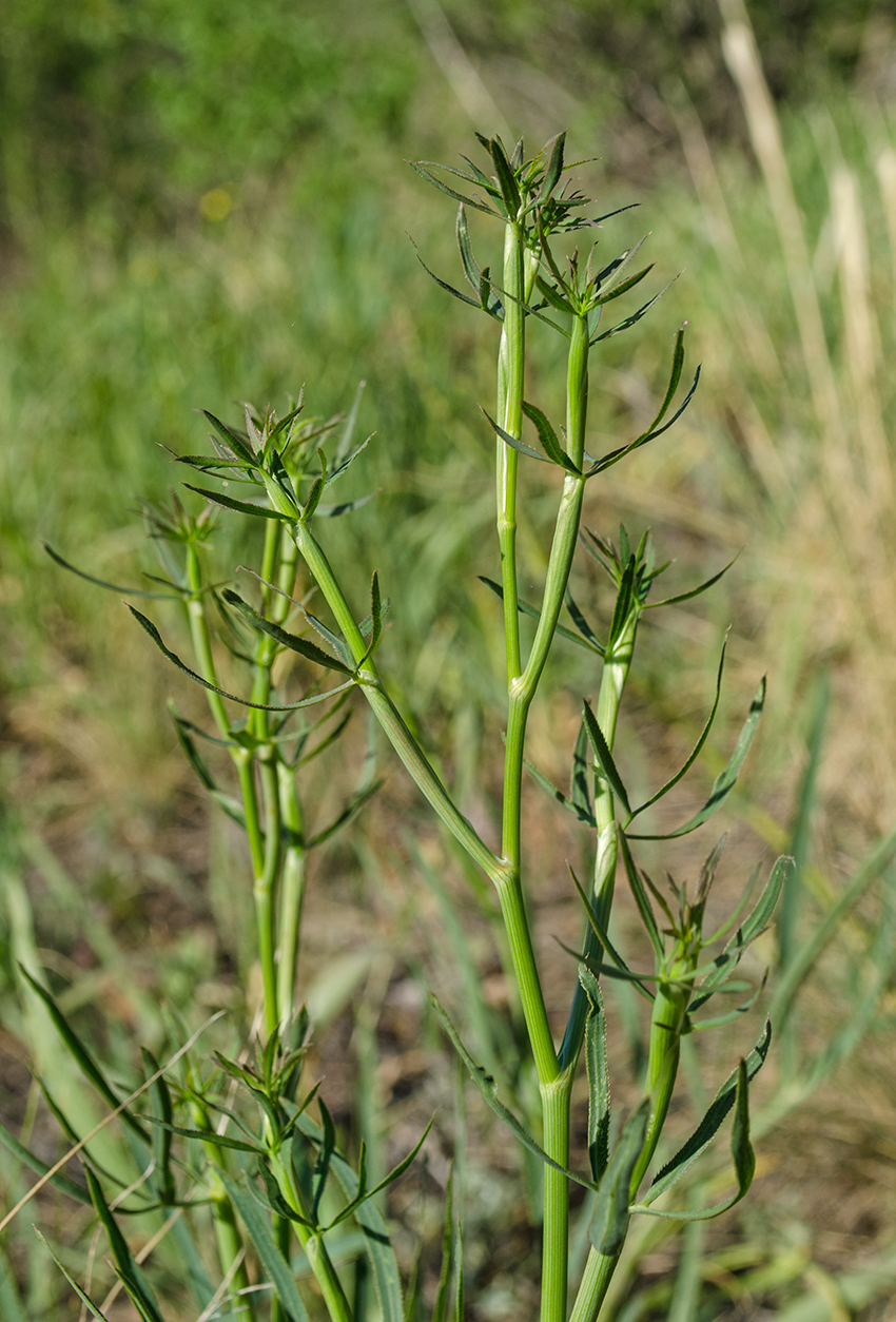 Изображение особи Falcaria vulgaris.