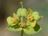 Euphorbia jaxartica. Незрелые плоды. Узбекистан, Ташкентская обл., Кибрайский р-н, окр. пос. Улугбек, берег арыка. 31.05.2015.