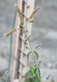 Mentha asiatica