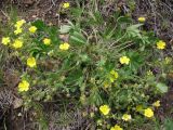 Potentilla humifusa