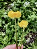 Trollius europaeus