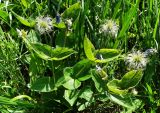 Clematis integrifolia