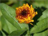 Calendula officinalis