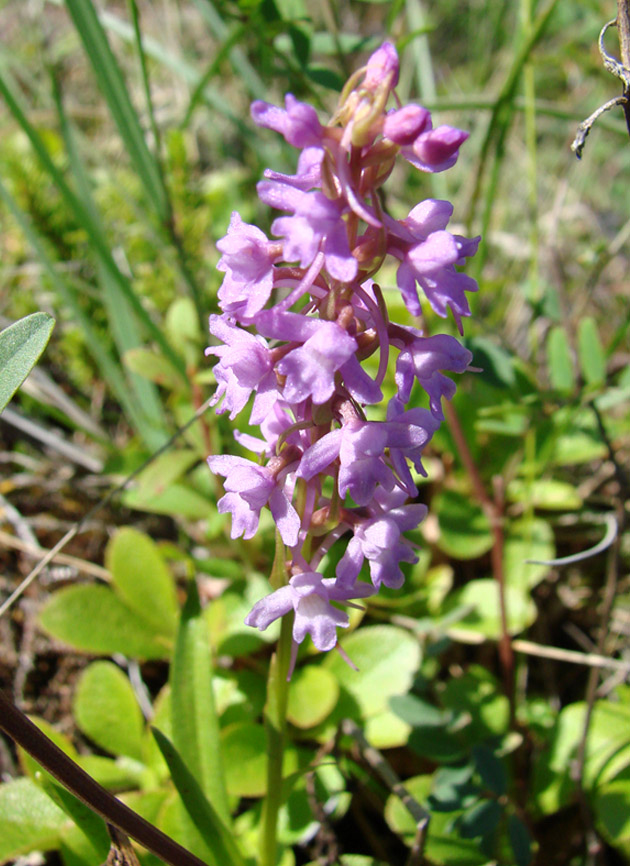 Изображение особи Gymnadenia conopsea.