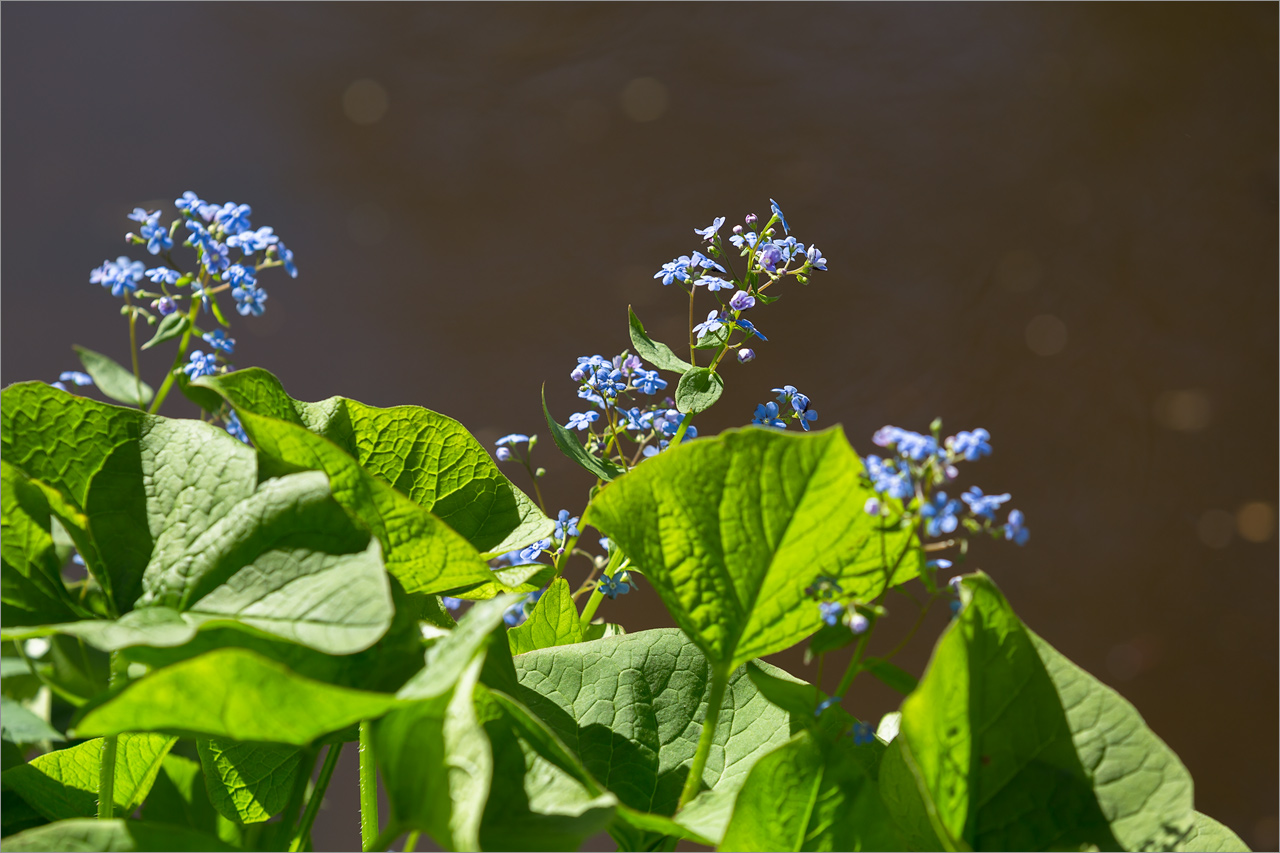 Изображение особи Brunnera sibirica.