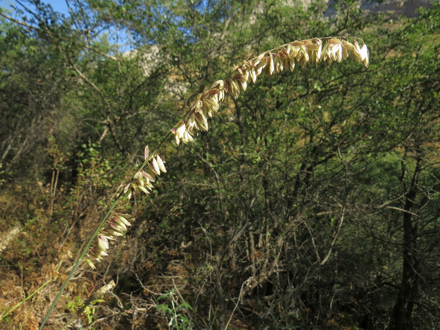 Изображение особи Melica altissima.
