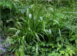 Festuca gigantea