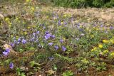 Campanula rotundifolia. Цветущие растения в сообществе с Fragaria, Medicago falcata и Anthyllis vulneraria s.l. Новгородская обл., геологический памятник \"Ильменский глинт\", окр. дер. Ретлё, побережье оз. Ильмень, моховая пустошь на известняке на месте выемки горной породы. 25.07.2023.