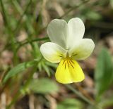 Viola tricolor. Цветок (вариант окраски с отсутствием синего цвета). Ленинградская обл., Лужский р-н, окр. дер. Кемка, высокая пойма р. Луга, сухой разнотравный луг. Июнь.