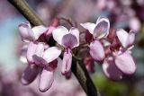 genus Cercis. Соцветия. Таджикистан, юго-западная оконечность гор Рангон, на обочине дороги Душанбе - Курган-Тюбе. 17.04.2011.