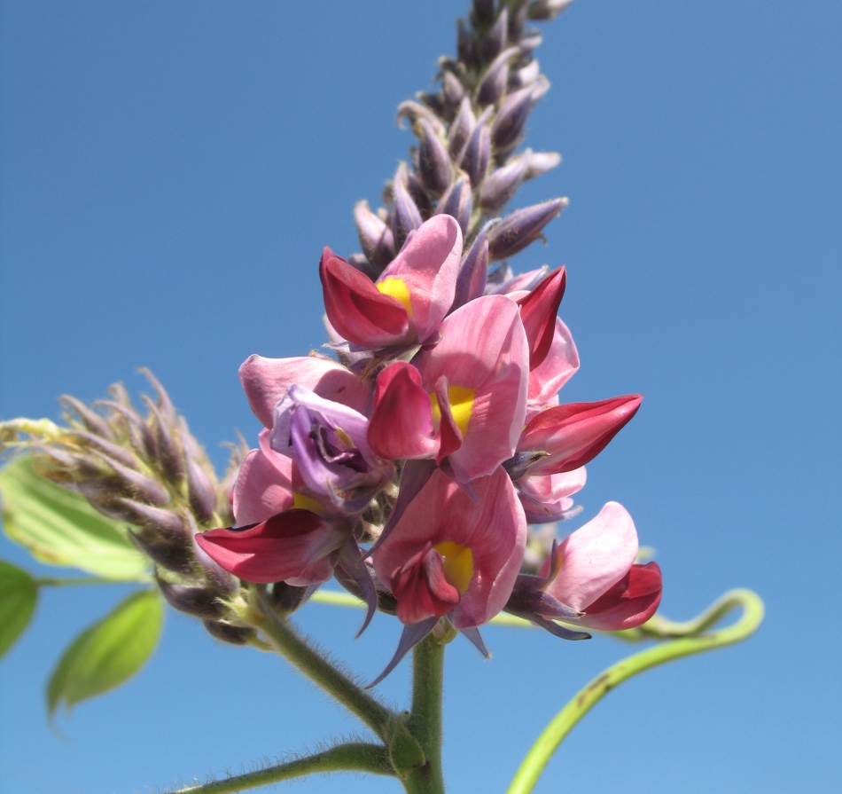 Изображение особи Pueraria lobata.