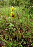 Ophrys lutea