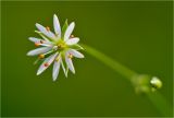 Stellaria graminea. Цветок. Окр. Красноярска, сорное на приусадебном участке. 24 июля 2012 г.