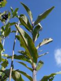 Ligustrum vulgare