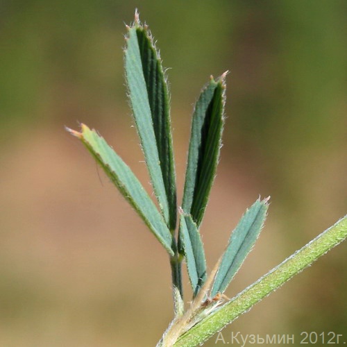 Изображение особи Medicago romanica.